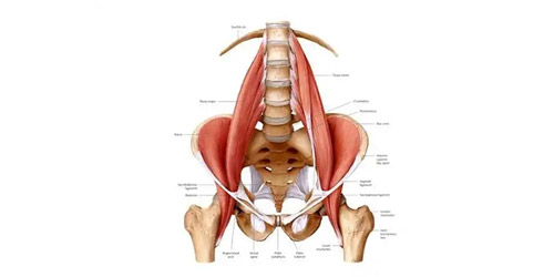 psoas